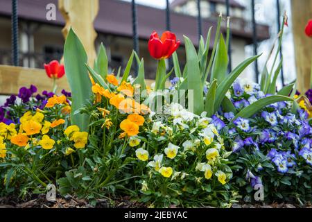 Tulpen und andere einjährige Pflanzen, die im Frühjahr in dunklen Mulchblüten aufsteigen Stockfoto