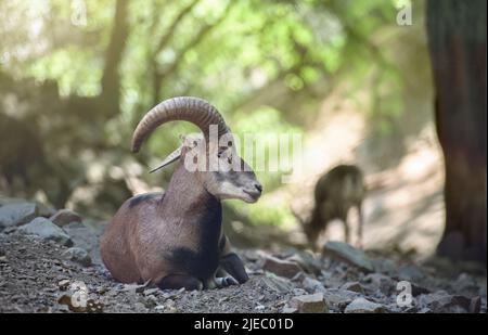 Männlicher Mufflon (Agrino) in der Wildnis aus nächster Nähe. Troodos-Gebirge, Zypern Stockfoto