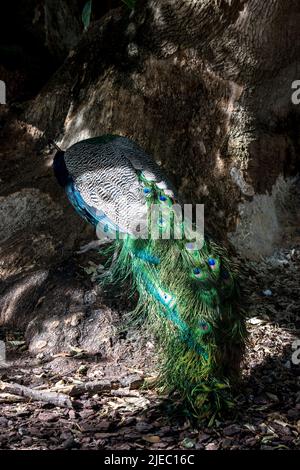 Nahaufnahme eines bunten Pfaus Stockfoto