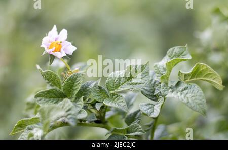 Kartoffelsprossen auf einem Bauernbett. Blühende reifende Kartoffeln. Kartoffelplantagen wachsen auf dem Feld. Landwirtschaft, Landwirtschaft. Neue Kartoffeln. Blühende Kartoffel f Stockfoto