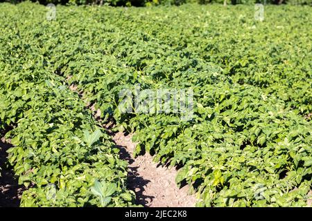 Grünes Feld von Kartoffeln in einer Reihe. Kartoffelplantagen, solanum tuberosum. Ernte auf einem landwirtschaftlichen Feld gepflanzt. Sommerlandwirtschaft. Der Stockfoto