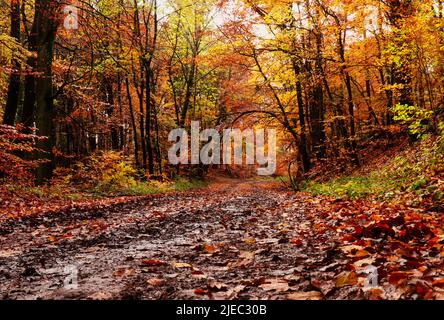 Tote Blätter auf dem Boden, die an einem Herbsttag zu einem Baum führen, der sich über einen Wanderweg mit bunt gefärbten Blättern im Pfälzer Wald von Germay beugte. Stockfoto