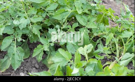 Grünes Feld von Kartoffeln in einer Reihe. Kartoffelplantagen, solanum tuberosum. Ernte auf einem landwirtschaftlichen Feld gepflanzt. Sommerlandwirtschaft. Der Stockfoto