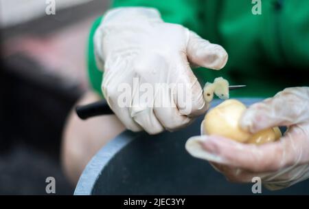 Die Hände der Frau in weißen Handschuhen schälen rohe neue Kartoffeln, Nahaufnahme. Reinigung von Bio-Kartoffeln. Detail der weiblichen Hände, die frische gelbe Kartoffel mit Kitc schälen Stockfoto