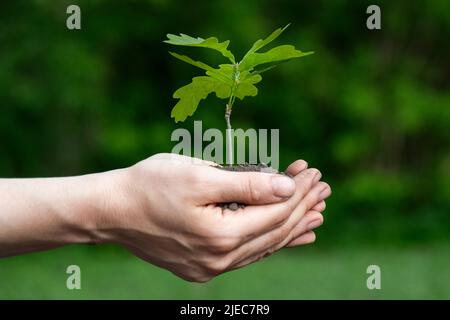 Nahaufnahme der Palmen mit Eichenholzsapling. Pflanze in den Händen. Umweltschutz. Ökologisches Konzept Stockfoto