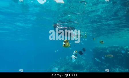 Rotes Meer, Ägypten. 26.. Juni 2022. Frau in Tauchausrüstung schwimmt auf der Wasseroberfläche und schaut auf das Meeresleben. Weibliche Schnorchelerin schwimmt unter Wasser und schaut auf tropische Fische. Rotes Meer, Ägypten (Bild: © Andrey Nekrasov/ZUMA Press Wire) Stockfoto