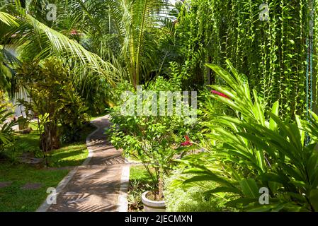 Tropische Landschaftsgestaltung im Hausgarten, üppiges Laub im Hinterhof des Hauses im Sommer. Palmen, Blumen und andere Pflanzen in landschaftlich gestaltetem Innenhof. Natur, V Stockfoto