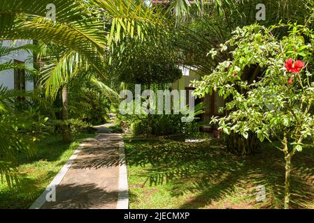 Tropische Landschaftsgestaltung im Hausgarten, üppiges Laub im Hinterhof des Hauses im Sommer. Palmen, Blumen und Pflanzen im landschaftlich gestalteten Innenhof. Natur, Reisen, Stockfoto