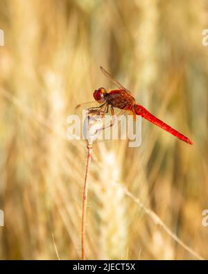 Scharlachrote Libelle (Crocothemis erythraea) auf einem Mohn in einem Weizenfeld Stockfoto