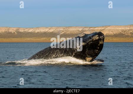 Right Whale Jumping , Eubalaena Autralis, glacialis, Patagonien , Peninsula Valdes, Patagonien, Argentinien. Stockfoto