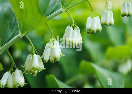 Nahaufnahme von weißen, wunderbar blühenden Blüten auf einem Zweig mit Blättern der Polygonatum odoratum Solomons-Robbe. Stockfoto