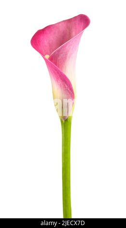Rosa Calla Blume isoliert auf weißem Hintergrund Stockfoto