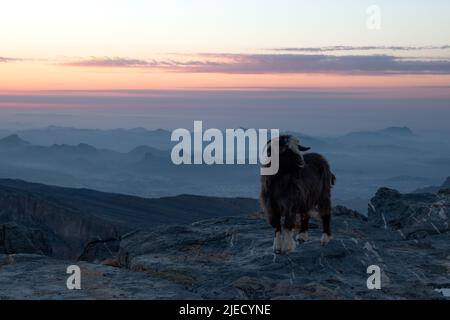 Am frühen Morgen am Rande des Grand Canyon von Oman bei Jebel Shams Stockfoto