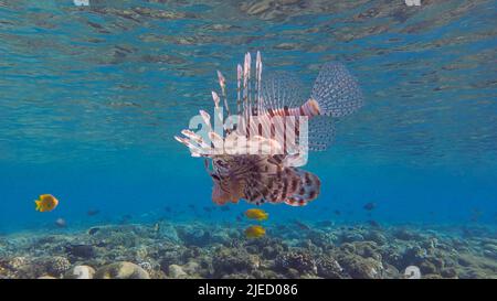 Rotes Meer, Ägypten. 26.. Juni 2022. In der Nähe des Korallenriffs schwimmen gemeine Lionfische oder Red LionfishÂ (Pterois volitans). Rotes Meer, Ägypten (Bild: © Andrey Nekrasov/ZUMA Press Wire) Stockfoto