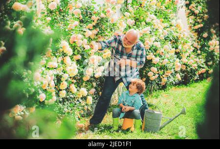 Pflege und Bewässerung der Blumenrose. Großvater mit Enkel gärtnern zusammen. Gartenarbeit mit Kindern. Bärtiger Senior Gärtner in einem städtischen Garten. Stockfoto