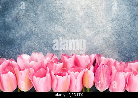 Rosa Tulpen umrandend auf einem blauen Beton Hintergrund. Muttertag, Valentinstag, Geburtstagsfeier Konzept. Draufsicht, Platz für Text kopieren Stockfoto