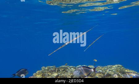 Rotes Meer, Ägypten. 26.. Juni 2022. Zwei Kornetfish am Morgen jagen über dem Korallenriff auf dem flachen Wasser in der Sonne. Bluespotted Cornetfish (Fistularia commersonii), Red Sea, Egypt (Bildquelle: © Andrey Nekrasov/ZUMA Press Wire) Stockfoto