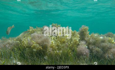 Rotes Meer, Ägypten. 26.. Juni 2022. Dichtes Dickicht aus Rotalgen, Braunalgen und grünem Seegras in flachem Wasser in den Strahlen des Sonnenlichts. Unterwasserlandschaft, Rotes Meer, Ägypten (Bild: © Andrey Nekrasov/ZUMA Press Wire) Stockfoto