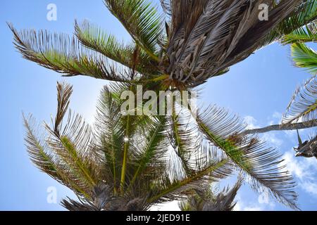 Wunderschöne Palmen am Strand von Barbados. Stockfoto