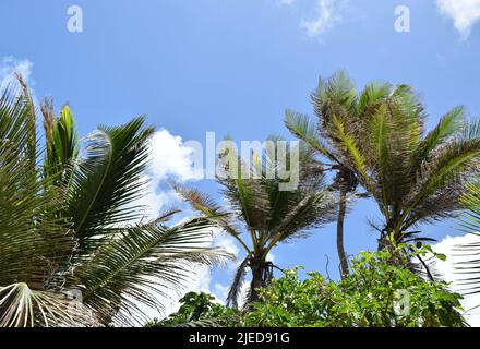 Wunderschöne Palmen am Strand von Barbados. Stockfoto