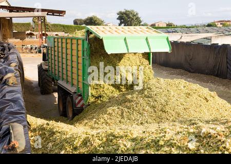 Dump Track Entladen Shredde Mais Stockfoto