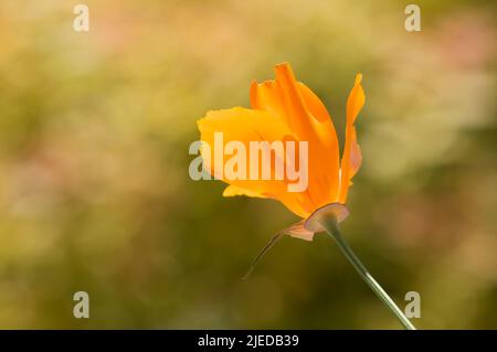 Ein einzelner leuchtend orangefarbener California Golden Poppy (Eschscholzia californica) in voller Blüte vor einem weichen Bokeh-Hintergrund mit viel Platz zum Kopieren. Stockfoto