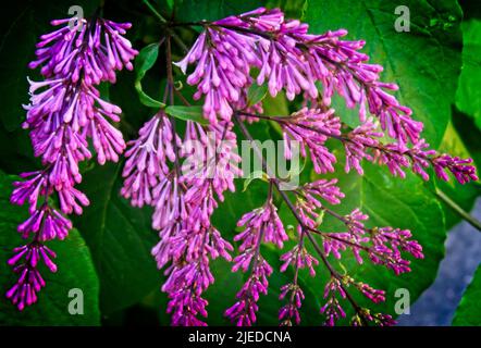 Gemeiner Flieder in Calgary, Alberta Stockfoto