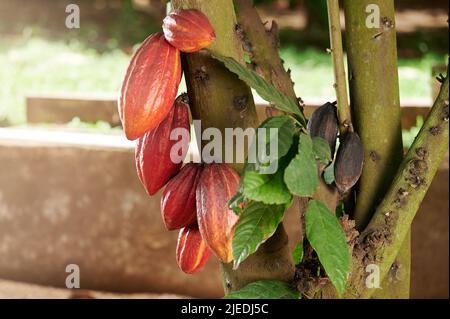 Kakaoschoten wachsen auf Baum Nahaufnahme auf verschwommenem Farmhintergrund Stockfoto