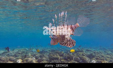 Rotes Meer, Ägypten. 26.. Juni 2022. In der Nähe des Korallenriffs schwimmen gemeine Lionfische oder Red LionfishÂ (Pterois volitans). Rotes Meer, Ägypten (Bild: © Andrey Nekrasov/ZUMA Press Wire) Stockfoto