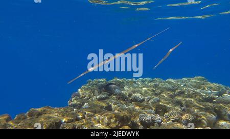 Rotes Meer, Ägypten. 26.. Juni 2022. Zwei Kornetfish am Morgen jagen über dem Korallenriff auf dem flachen Wasser in der Sonne. Bluespotted Cornetfish (Fistularia commersonii), Red Sea, Egypt (Bildquelle: © Andrey Nekrasov/ZUMA Press Wire) Stockfoto