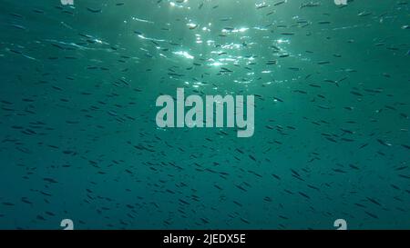 Rotes Meer, Ägypten. 26.. Juni 2022. Große Schule von kleinen Fischen schwimmt unter der Wasseroberfläche in den Sonnenstrahlen im Morgengrauen. Rotes Meer, Ägypten (Bild: © Andrey Nekrasov/ZUMA Press Wire) Stockfoto