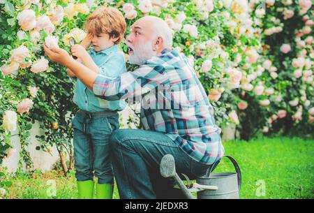 Pflege und Bewässerung der Blumenrose. Großvater mit Enkel gärtnern zusammen. Großvater mit seinem Enkel, der im Garten arbeitet. Papa lehrt wenig Stockfoto