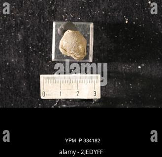 Rafinesquina deltoidea (Conrad, 1839). Stockfoto