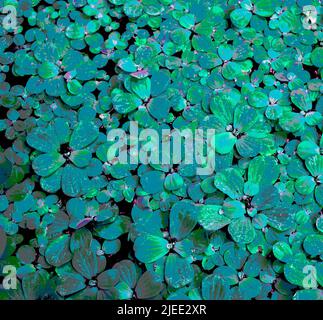 Kleine blaue und grüne Pflanze Blätter füllen vollen Rahmen. Hintergrundstruktur, Hintergrund Stockfoto