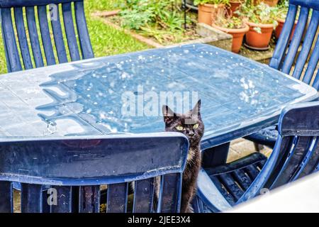 Kater Mufin im Fenster von Garten. Stockfoto