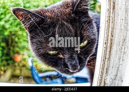 Kater Mufin im Fenster von Garten. Stockfoto