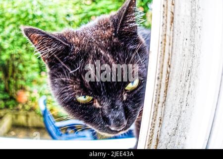 Kater Mufin im Fenster von Garten. Stockfoto