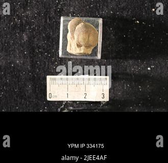 Rafinesquina deltoidea (Conrad, 1839). Stockfoto