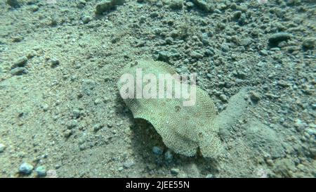 Rotes Meer, Ägypten. 26.. Juni 2022. Nahaufnahme der Flunder Fische schwimmen über sandigen Boden. Leopardenflunder oder Pantherflunder (Bothus pantherinus).Rotes Meer, Ägypten (Bild: © Andrey Nekrasov/ZUMA Press Wire) Stockfoto