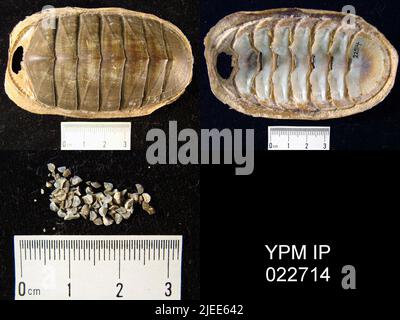 Polyplacophora. Stockfoto