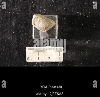 Rafinesquina deltoidea (Conrad, 1839). Stockfoto