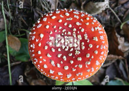 Schöne, orange bedeckte Amanita Parcivovata Pilze, auch bekannt als Ringless False Fly Amanita, die auf dem Waldboden in Deutschland gefunden werden. Stockfoto