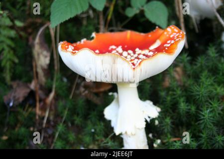 Schöne, orange bedeckte Amanita Parcivovata Pilze, auch bekannt als Ringless False Fly Amanita, die auf dem Waldboden in Deutschland gefunden werden. Stockfoto