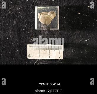 Rafinesquina deltoidea (Conrad, 1839). Stockfoto