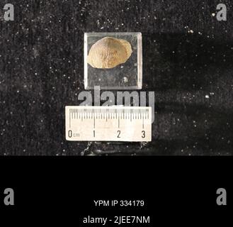 Rafinesquina deltoidea (Conrad, 1839). Stockfoto