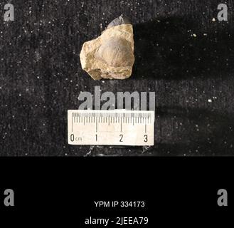 Rafinesquina deltoidea (Conrad, 1839). Stockfoto