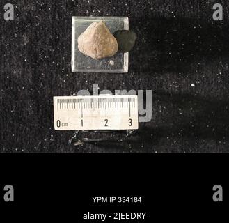 Rafinesquina deltoidea (Conrad, 1839). Stockfoto