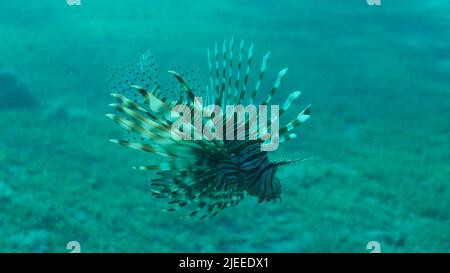 Rotes Meer, Ägypten. 26.. Juni 2022. Über dem sandigen Grund schwimmen gemeine Löwenfische oder Rote LionfishÂ (Pterois volitans). Rotes Meer, Ägypten (Bild: © Andrey Nekrasov/ZUMA Press Wire) Stockfoto