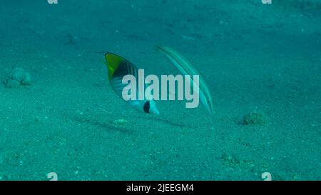 Rotes Meer, Ägypten. 26.. Juni 2022. Schmetterlingsfische mit Wrasse-Fischen ernähren sich auf dem sandigen Boden. Kreuzstreifen-Schmetterling (Chaetodon auriga) und Cigar Wrasse (Cheilio inermis), Rotes Meer, Ägypten (Bildquelle: © Andrey Nekrasov/ZUMA Press Wire) Stockfoto