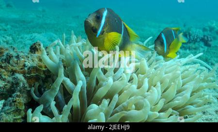 Rotes Meer, Ägypten. 26.. Juni 2022. Paar Clownfische mit Baby und die Schule der Damselfische schwimmt auf Anemone. Rotes Meer Anemonefische (Amphiprion bicinctus) und Domino Damselfische (Dascyllus trimaculatus).Rotes Meer, ägypten (Bildnachweis: © Andrey Nekrasov/ZUMA Press Wire) Stockfoto